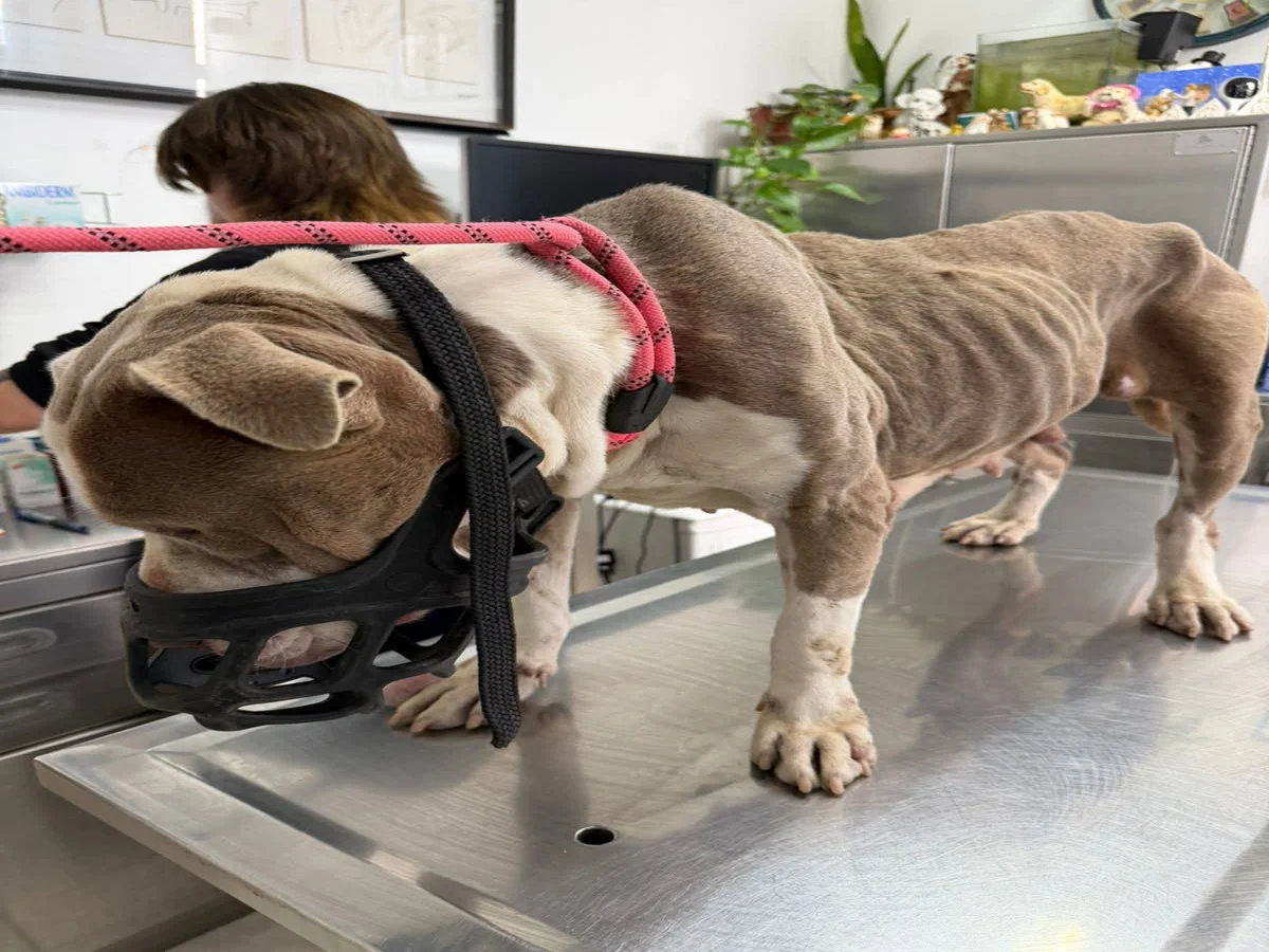 GOBIERNO DE PLAYAS DE ROSARITO MANTIENE TRABAJO PERMANENTE EN FAVOR DEL BIENESTAR ANIMAL