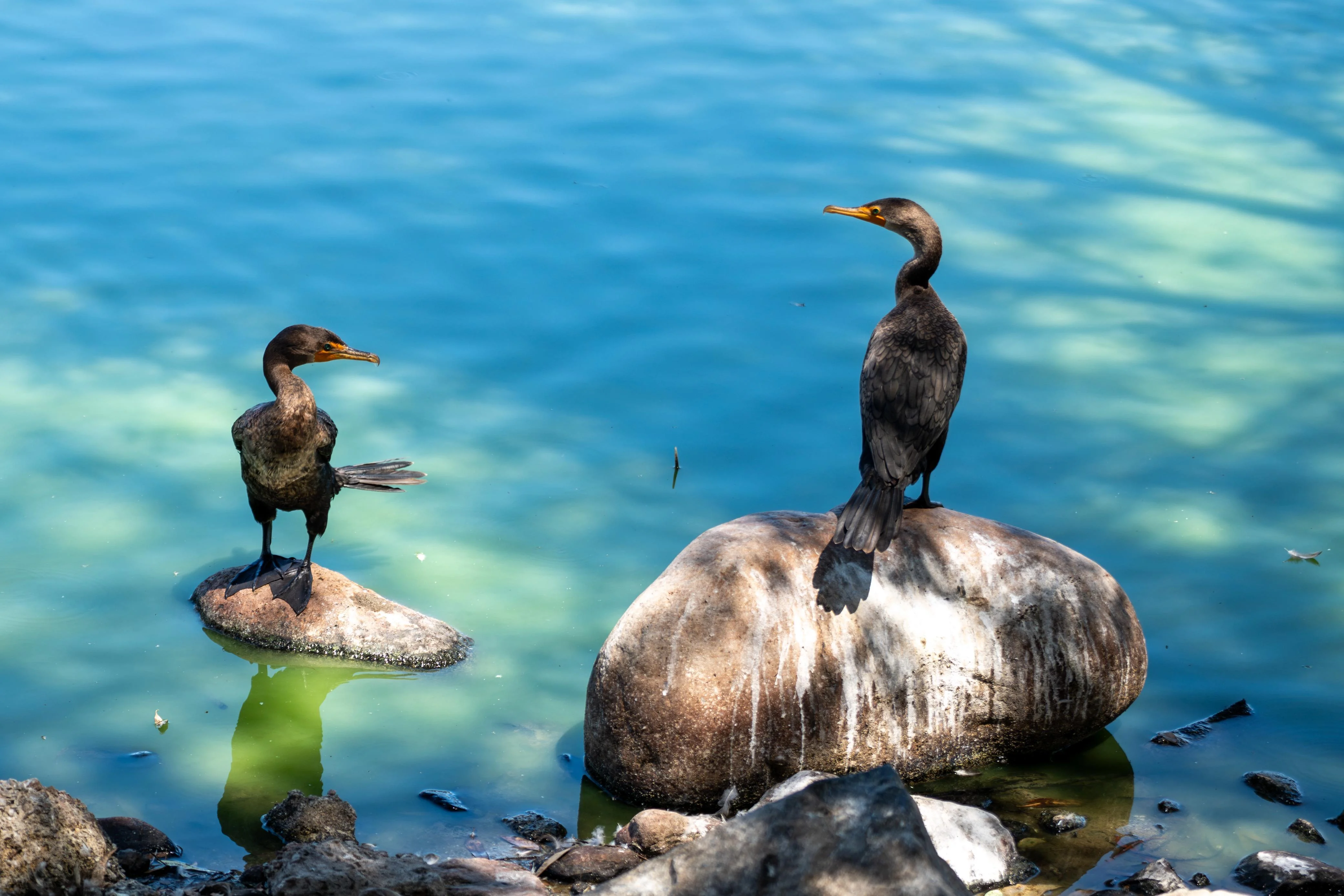 REGISTRA PARQUE DE LA AMISTAD LLEGADA DE AVES MIGRATORIAS A TIJUANA